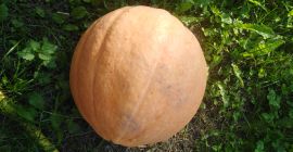 Pumpkin Otylia weight 6-20 kg nice thick flesh weeding