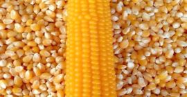 Good Quality Animal Feed Yellow Corn Maize Corn (maize)
