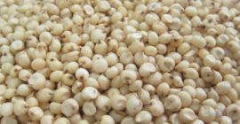 Sorghum is a genus of annual and perennial herbaceous