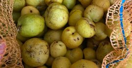 I will sell about 3 tons of unsorted quince,