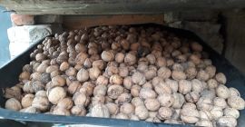 I will sell walnuts for PLN 2.50 per kg