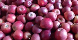 Ich werde ungefähr 40 Tonnen Prinz verkaufen. Größe 70+