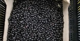 Ich werde Waldbeeren aus Weißrussland verkaufen, BIO gefroren -