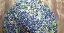 I will sell forest berries from Belarus, frozen, not