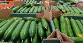 Продаћу стакленичке краставце из Белорусије, глатке, дугачке. Само ТИР