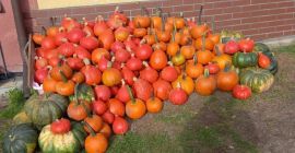 Gomez hokkaido muskat pumpkin