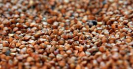 Organic Buckwheat