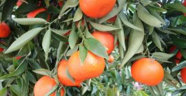 Laverida will sell Spanish clementines. Fruit straight from the