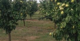 Crivobara orchard offers quinces for sale and processing. The