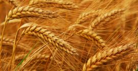 We buy feed wheat, wet (with any moisture), with