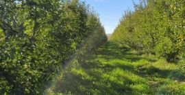 I sell large amounts of apples, all types, any