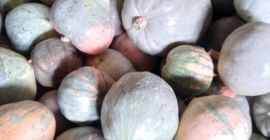Pumpkin without chemicals, help the working peasant .... thank
