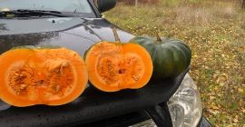 Pumpkin muscat de provence, number of trucks, please contact