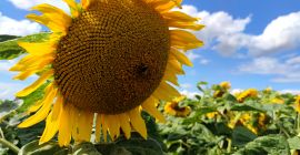 We offer sunflower seed material (forage, black) varieties: -NS