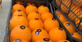 Helo arance Possiamo inviare campioni