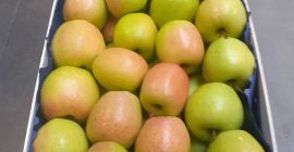 Our company trades in apples and distributes apples all
