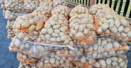 Patate commestibili Signore calibrate 4.5+ Confezionate in sacchi da