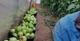 Продавам кисели краставички за кисели краставички
