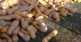 Torta di zucca Matilda e Arancia agro in vendita