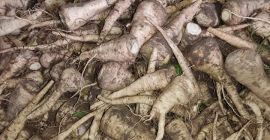 Prodajem aratski peršun, ručno iskopan, kalibar 2 do 5,