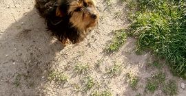 У меня в этом году продаются грецкие орехи.