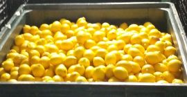 Citromot árulok Lengyelországba egyenesen a spanyol csomagolás területéről megbeszélés