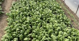 Hello I am selling spinach negotiable price to catch