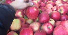 Sale of apples of different varieties