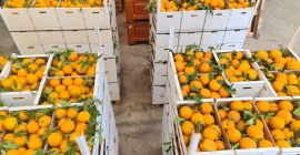 Navelina Spanish oranges for sale. Fruit straight from the