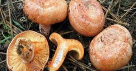 products can be sent fresh, dried and frozen. types