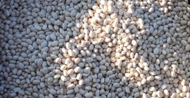 We sell beans from this year 2021 apricot apron