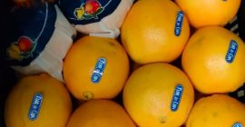 Navelina Spanish oranges for sale. Fruit straight from the