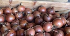 Ceapă galbenă spaniolă Un mare grup de producători spanioli,