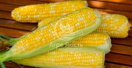 Продам кукурузу украинского происхождения. Минимальный заказ: от 22 тонн;