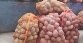 Vendo Patate Commestibili Vineta molto belle Grandi tuberi freschi