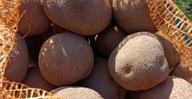 Vendo patate vineta, gialle - molto gustose, piantate nel