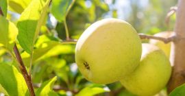 Купићу јабуке РОИАЛ ГАЛА ЕЦО, ГОЛДЕН ЕЦО, ФУЈИ ЕЦО.