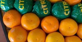 Vindem mandarine Satsuma (fabricate in Turcia) pret 0,55 USD/kg