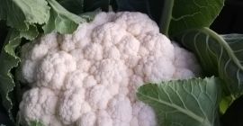 Cauliflower, fresh, white, compact. 2-2.5 kg / pc