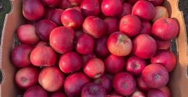 I sell different varieties of apples from my own