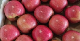 Hello, we are accepting orders for apples harvest 2021