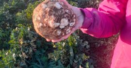 Mosatlan kapitányzeller eladó. Variety Printz minőség és mennyiség. Mosás