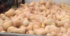 I have a many squashes