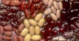 Bohnen zum Verkauf Wir verkaufen Bohnen im Großhandel mit