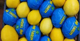 We have many kinds of citrus fruits. For detailed