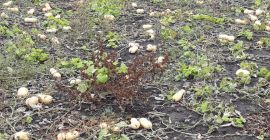 Selling pumpkin pie production 2021 variety waltham butternut for