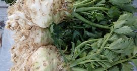 I am selling short-leaved celery. 500 pieces, 2 lei