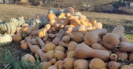 I am selling! White pumpkin and violin