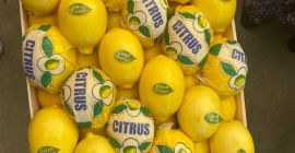 Vendi limone Enter (made in Turkey) Certificato di qualità
