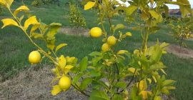 Buy lemons directly from the manufacturer